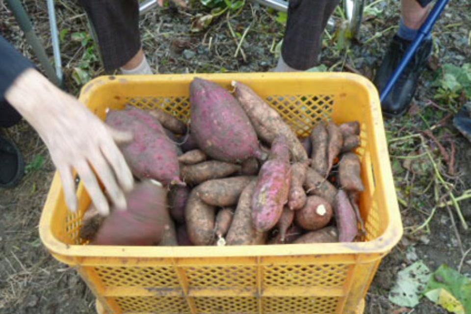 芋ほりの画像